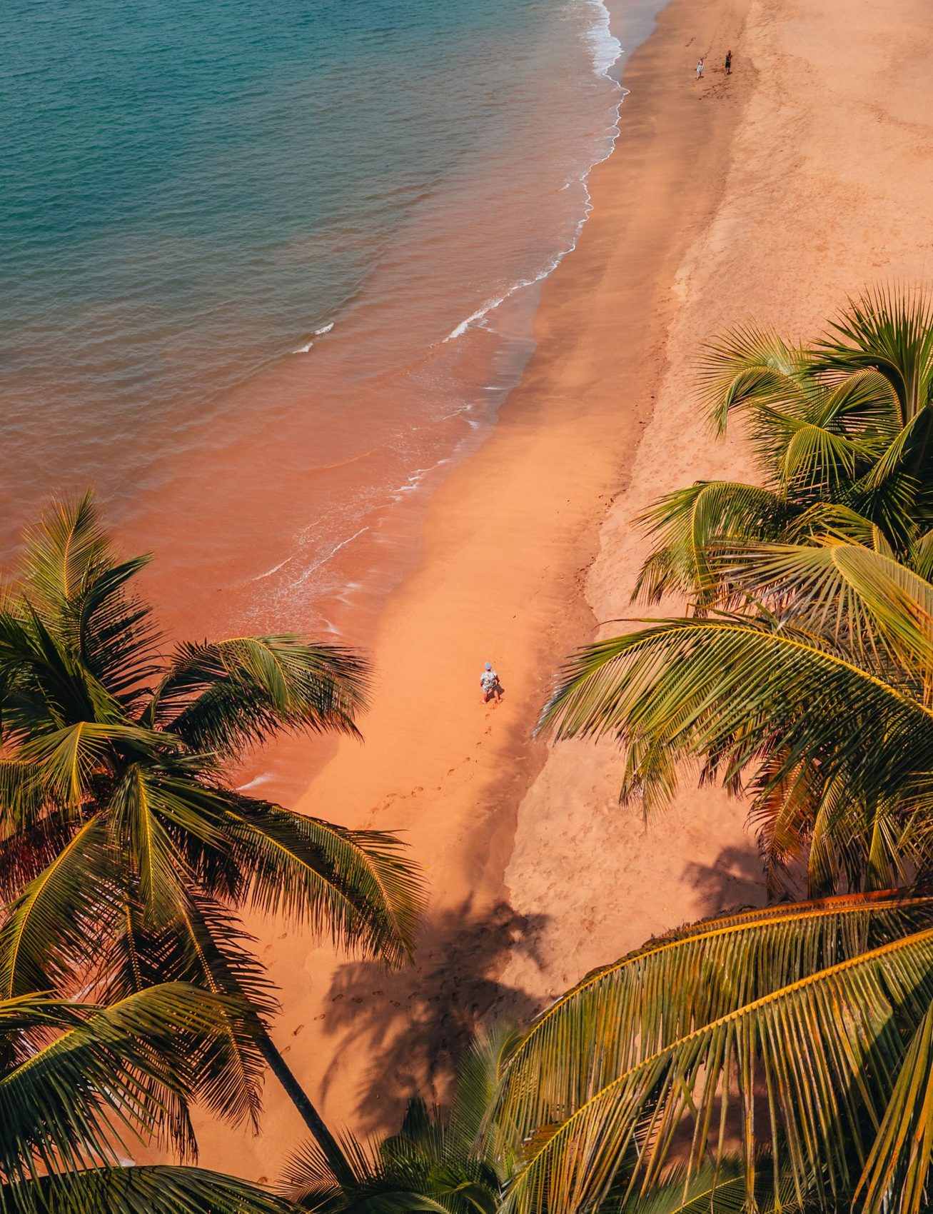 Coconut palms framing a tropical beach