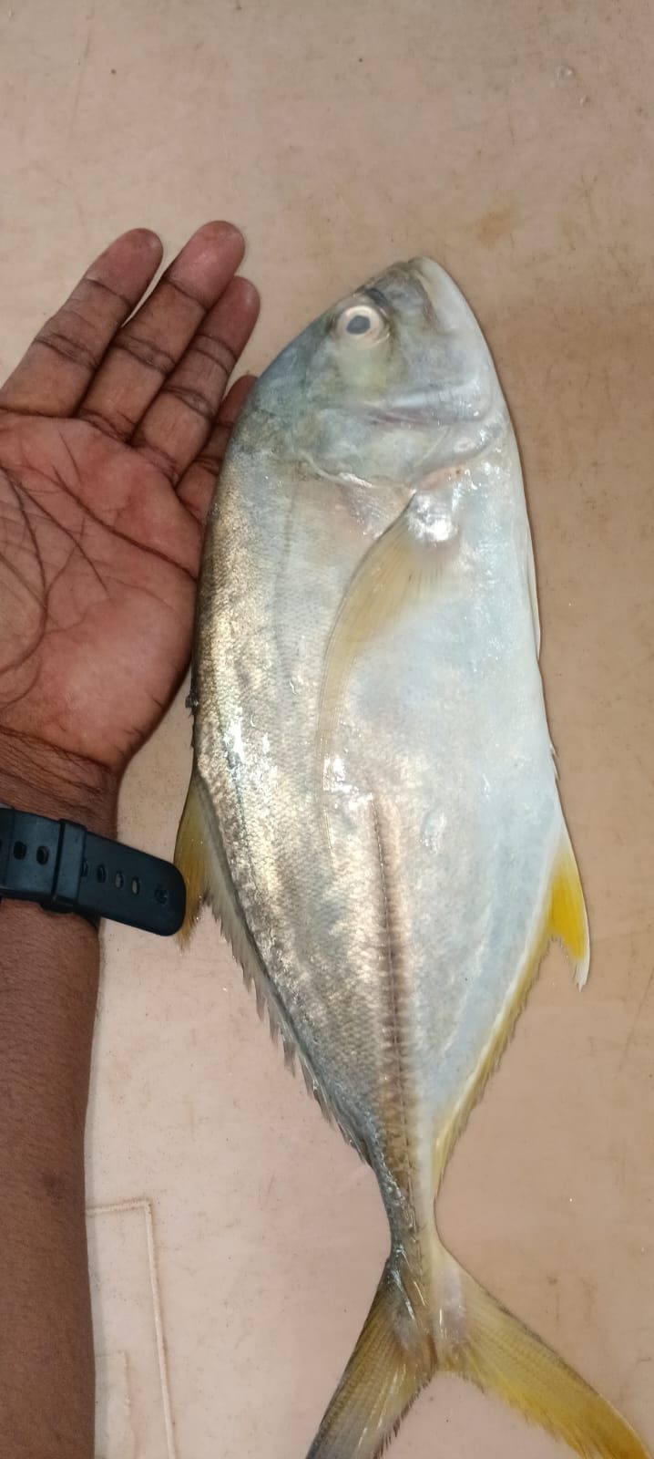 Fresh pomfret fish