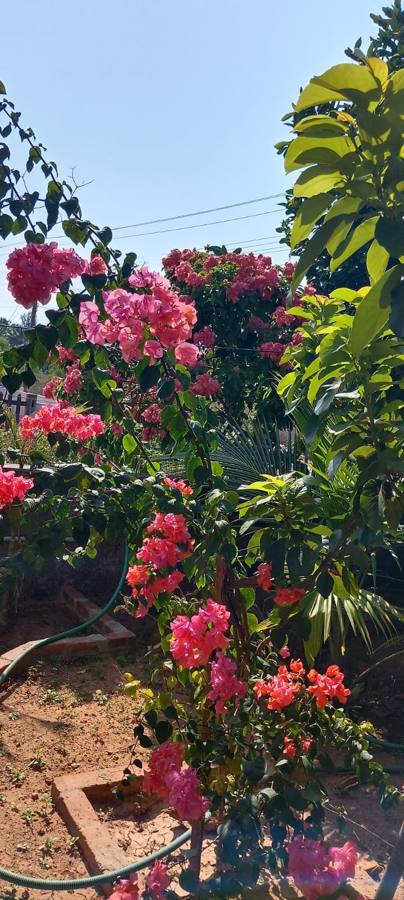 Bougainvillea in the garden